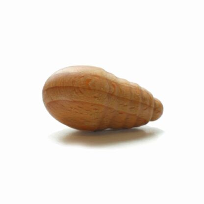 Duftfrucht Ozeanmuschel